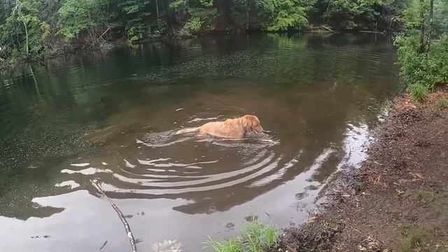 A Day With My Dog Otis (Chesapeake Bay Retriever) смотреть онлайн