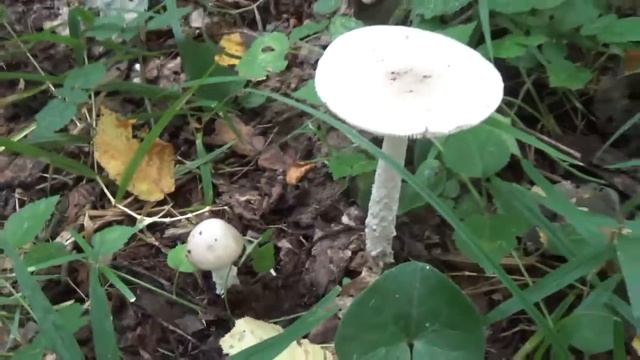 Неизвестные грибы и опята в лесу. Как растут. смотреть онлайн