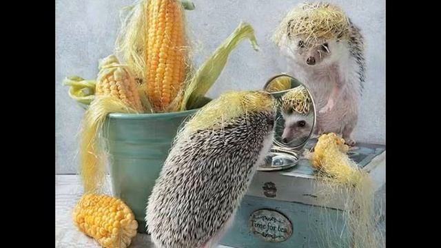 тайная жизнь домашних животных ( ёжиков ) смотреть онлайн