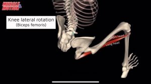 Двуглавая мышца бедра (бицепс бедра). 3d anatomy. MUSCLE MOTION