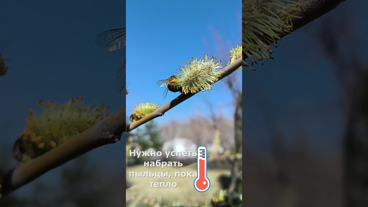 Первая пыльца смотреть онлайн