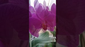 Цветение фаленопсисов, мои орхидеи. #орхидеи #фаленопсисы #цветы #комнатныецветы #красивыецветы
