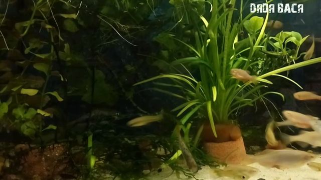 АКВАРИУМНЫЙ ГРУНТ! Сколько и зачем требуется грунт для аквариума! смотреть онлайн