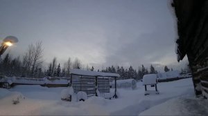 Вот почему Волки так сильно ненавидят Собак !!! УТАЩИЛИ СОБАКУ ПОДОШЛИ К ПОСЕЛКУ.