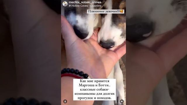 Собаки ищут дом! Передержка Мечта Собаки.