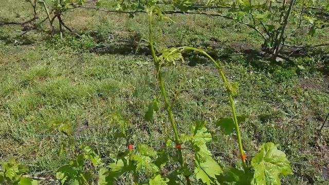 Начало виноградного сезона 2022 смотреть онлайн