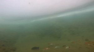 Красивая, неприхотливая рыба для старого пруда. Красный китайский карась (золотая рыбка)