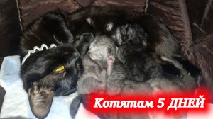 Мама кошка и её котята . Малышам 5 дней, они начали открывать глазки.