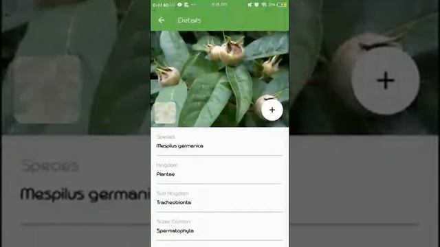 PlantSnap identifies a Medlar (Mespilus germanica)