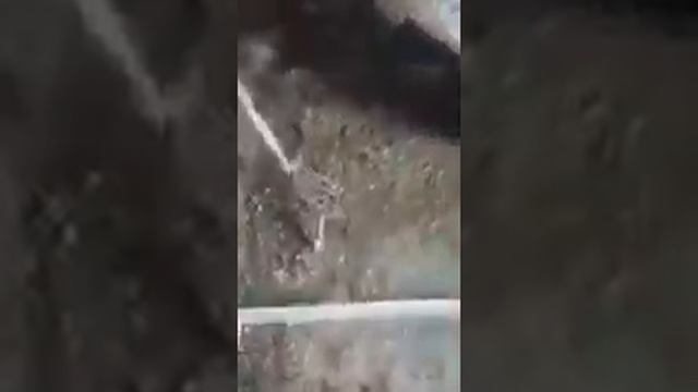 стойла для бычков в сарае смотреть онлайн