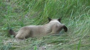 Коты гуляют