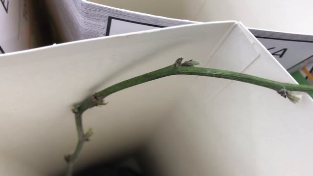 САД 2021 в АШАНЕ! Начинаем обзор! Есть даже Клюква. смотреть онлайн