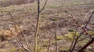 Железный купорос 7% и препарат 30 в -последствия обработки .