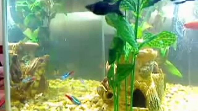 Аквариумные рыбки неоны и меченосцы смотреть онлайн