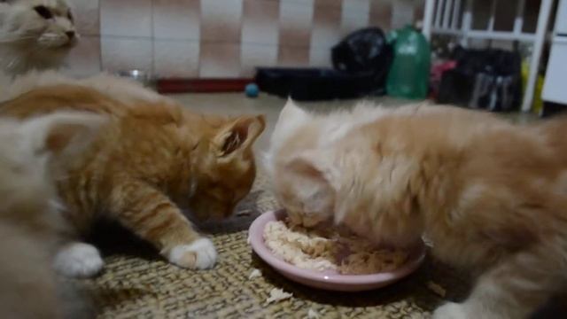 Мейн кун котята кушают мяско. Питомник кошек мейн кун_MisterCoon