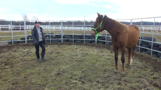 Что делать если лошадь хамит. Исправляем поведение коня в "бочке" смотреть онлайн