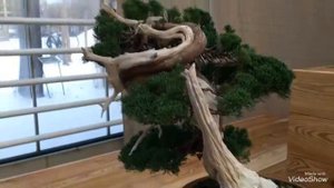 Выставка бонсай 2017