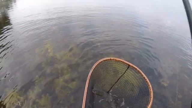 Havørredfiskeri på kysten  Sommer  Seatroutfishing