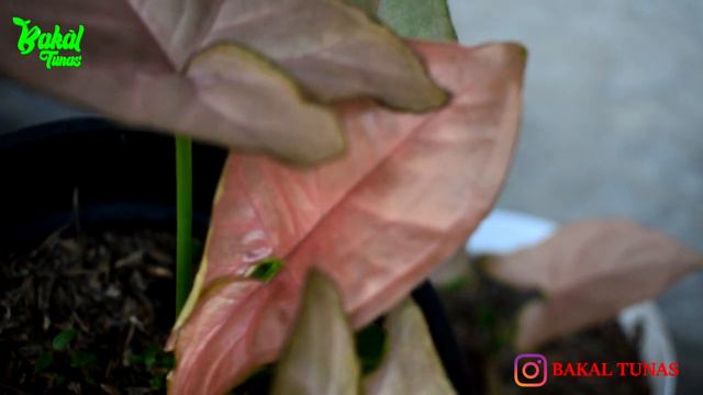 CARA MENANGANI SYNGONIUM PINK AGAR TIDAK BERUBAH WARNA смотреть онлайн