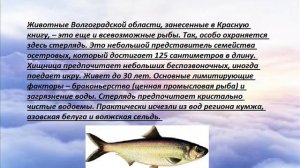 Виды растений и животных , находящихся на грани исчезновения