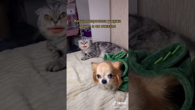 Кот говорящий рот. Когда попросила у мужа денег, а он отказал. смотреть онлайн