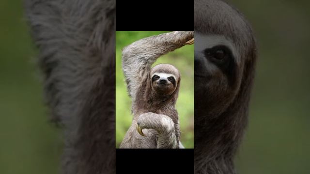 ,, ЭНЕРГОСБЕРЕГАЮЩИЕ,, животные - ЛЕНИВЦЫ . УНАУ смотреть онлайн