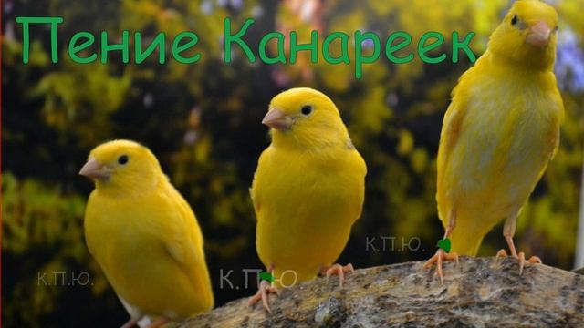 ПЕНИЕ КАНАРЕЕК ! SINGING CANARY ! И ВАШИ  ТАК С МОГУТ !