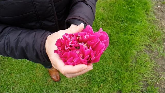 ITOH Peony Belle Toulousaine смотреть онлайн