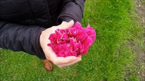 ITOH Peony Belle Toulousaine