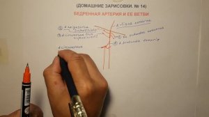 БЕДРЕННАЯ АРТЕРИЯ И ЕЕ ВЕТВИ