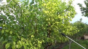 ПЕРВЫЕ РОЗЫ ЦВЕТУТ?. АЗИЯ РАДУЕТ? ПЕРВЫЙ АРБУЗИК?И КОТЯТА.?