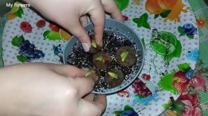 Спасение и посадка Голландского Ириса