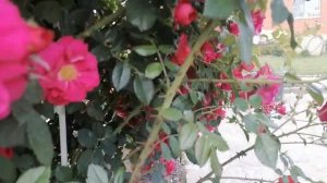 Плетистая канадская роза Генри Келси