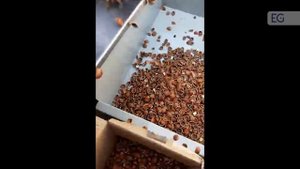 Оборудование для очистки фундука QWY-100