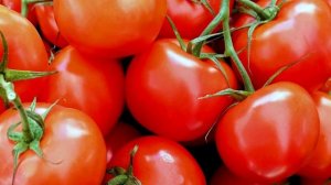 Этот ТОМАТ растёт ГРОЗДЯМИ, Скороспелый, без ухода, без ПАСЫНКОВАНИЯ до самых МОРОЗОВ урожай