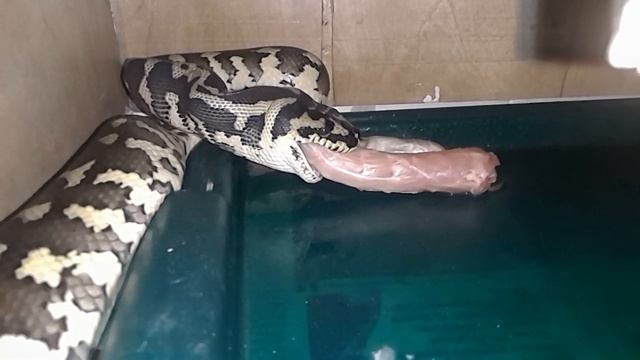 Carpet python eats her cold cuts / Ковровый питон ест её мясное ассорти.