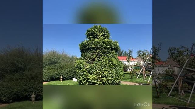 #topiary #мастерХУ #стрижкатуи #туя #обрезкадеревьв #топиарий Топиарная стрижка туи.