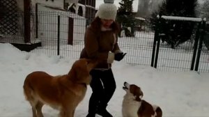 Нидерландский Койкерхондье Лючи и Ховаварт Адель .Танцы с собаками.