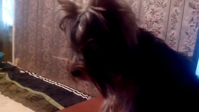 Кнопка "вырубается" после интенсивной прогулки...))) смотреть онлайн