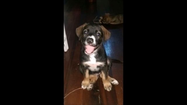 Helping The Helpless - St Lucia Animal Protection Society смотреть онлайн