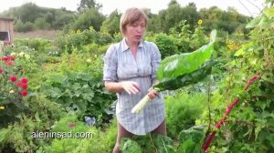 Мангольд. Как правильно собирать листья. Цветение мангольда Swiss chard