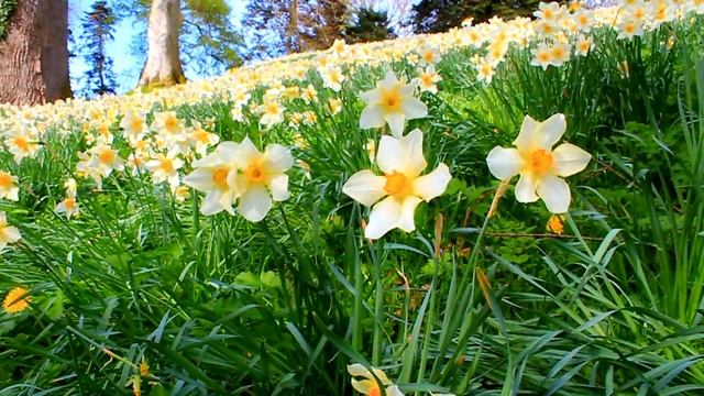 The beauty of Ireland. Красота Ирландии