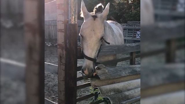 Beaver-like horse love to eat the wood смотреть онлайн