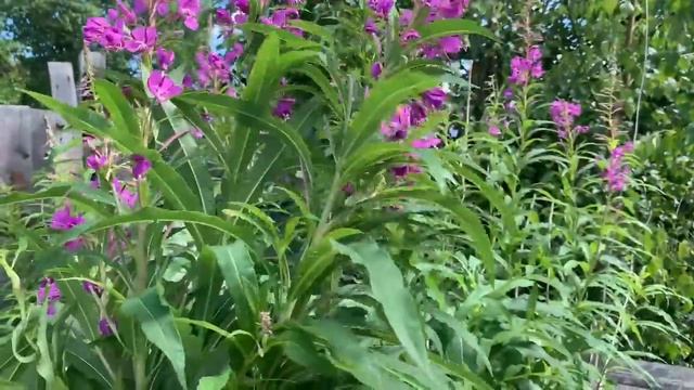 Две ложки Этого Сока каждый день!Вылечит желудок, крепкий сон ...вечером заснул и до утра смотреть онлайн