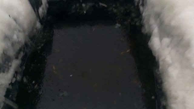 Зимовка карпов кои в Сибири. Январь. Толщина льда 75 см. смотреть онлайн