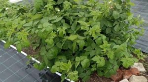устанавливаем струйный полив на малине и ежевики. моя придумка.