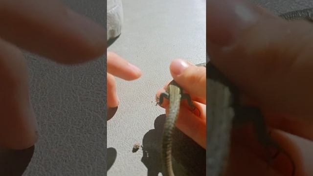 определение пола живородящих ящериц смотреть онлайн