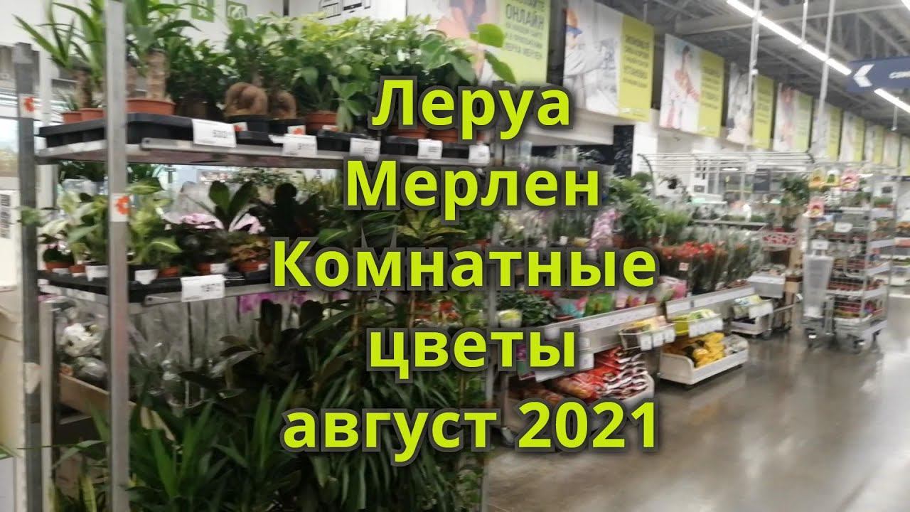 Комнатные цветы в  магазине Леруа Мерлен г.Иркутск, август 2021
