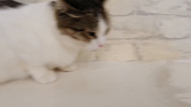 Котенок Гоша Путь домой смотреть онлайн