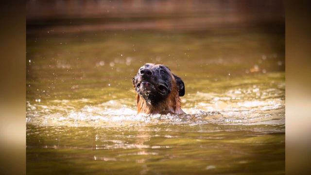 Осенняя прогулка с Пиро!#belgianmalinois #бельгийскаяовчарка #осенняяпрогулкаполесу